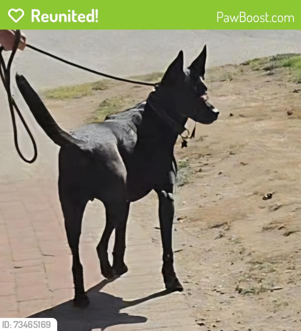 Reunited Male Dog last seen 17A and 52nd stret, Delta, BC V4M 4E2