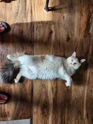 Lost Female Cat last seen Milledgeville rd and hwy 17, Thomson, GA 30824