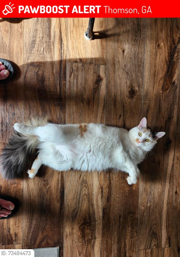 Lost Female Cat last seen Milledgeville rd and hwy 17, Thomson, GA 30824
