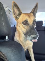 Found/Stray Unknown Dog last seen Heart side and Hollandale, Farmers Branch, TX 75234