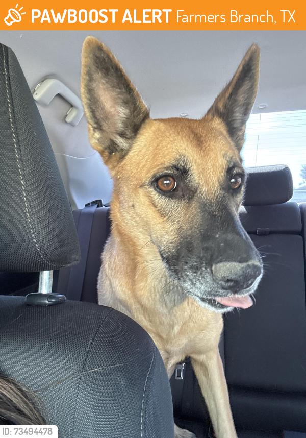 Found/Stray Unknown Dog last seen Heart side and Hollandale, Farmers Branch, TX 75234