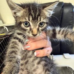Shelter Stray Male Cat last seen , 2350 Appling City Cove, Memphis, TN 38133, USA