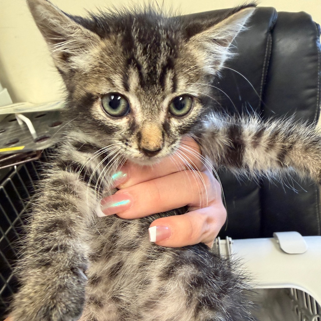 Shelter Stray Male Cat last seen , 2350 Appling City Cove, Memphis, TN 38133, USA