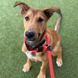 Shelter Stray Male Dog last seen , Animal Care & Control Team of Philly, 111 W Hunting Park Ave, Philadelphia, PA 19140, USA