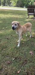 Found/Stray Female Dog last seen Old Spartanburg Hwy, 290, Moore, SC 29369