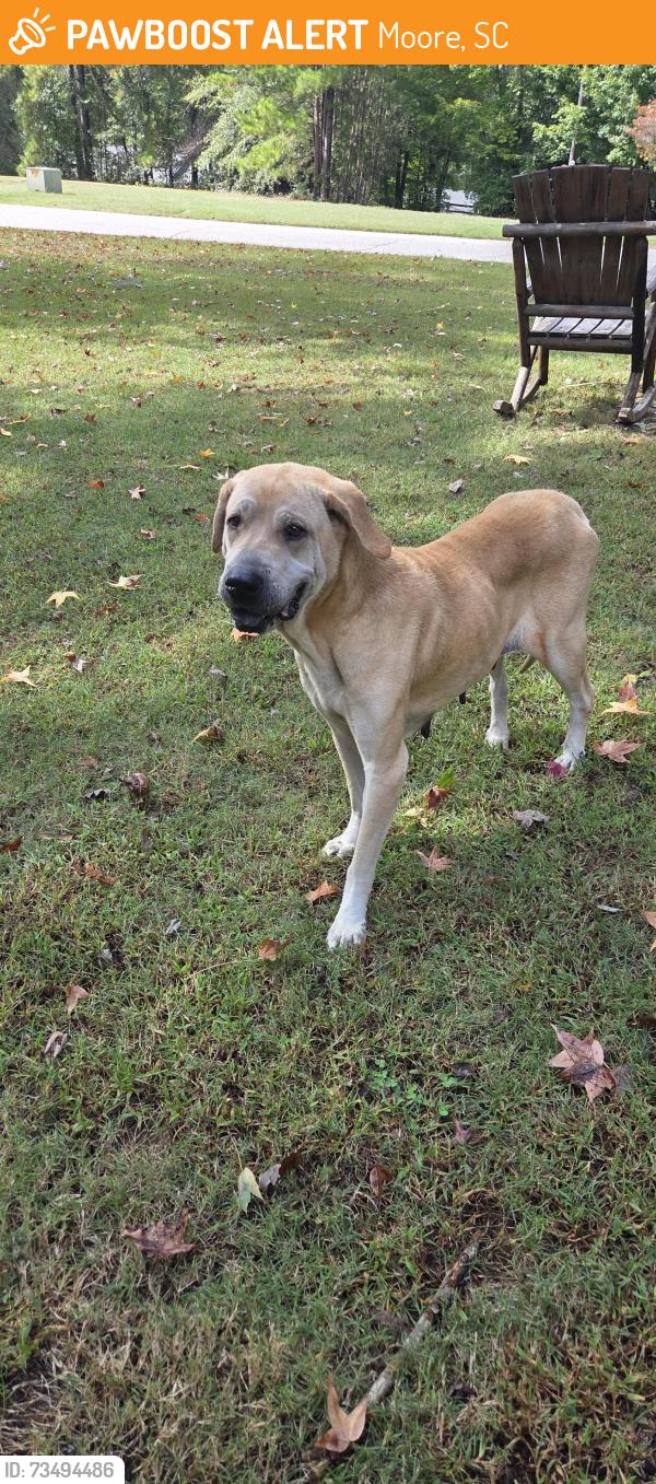 Found/Stray Female Dog last seen Old Spartanburg Hwy, 290, Moore, SC 29369