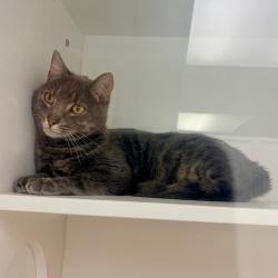 Shelter Stray Male Cat last seen , Animal Care & Control Team of Philly, 111 W Hunting Park Ave, Philadelphia, PA 19140, USA