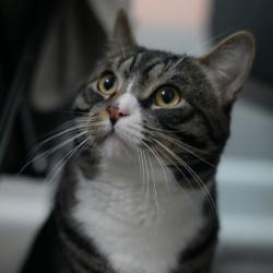 Shelter Stray Male Cat last seen , Animal Care & Control Team of Philly, 111 W Hunting Park Ave, Philadelphia, PA 19140, USA