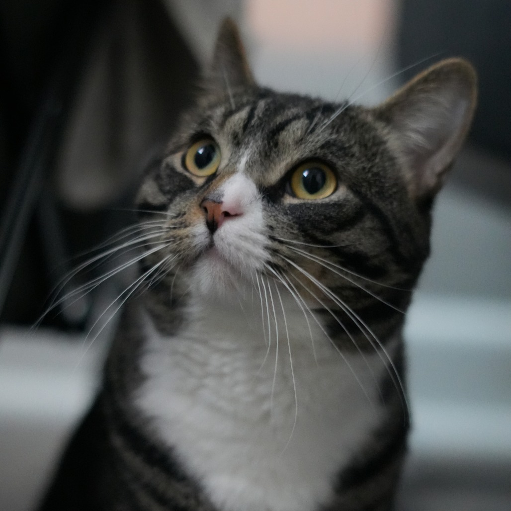 Shelter Stray Male Cat last seen , Animal Care & Control Team of Philly, 111 W Hunting Park Ave, Philadelphia, PA 19140, USA