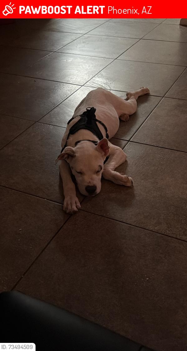 Lost Male Dog last seen E union hills dr and N cave creek rd, Phoenix, AZ 85032