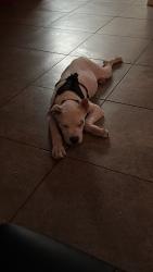 Lost Male Dog last seen E union hills dr and N cave creek rd, Phoenix, AZ 85032