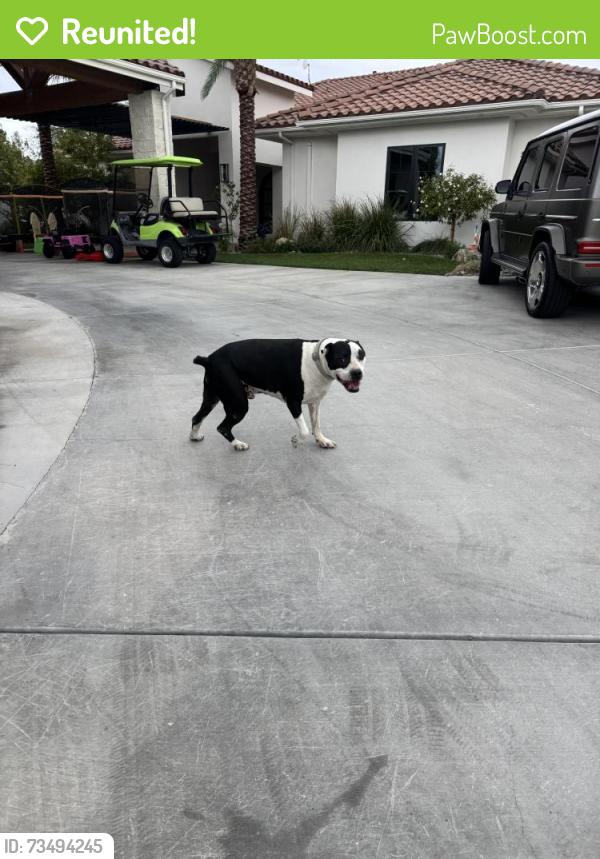 Reunited Male Dog last seen lindell and sobb, Las Vegas, NV 89118