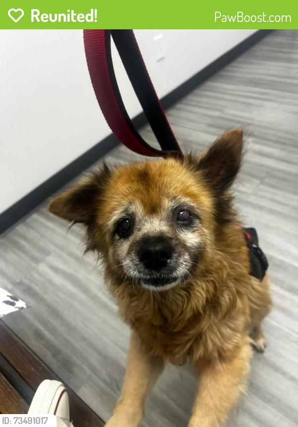 Reunited Female Dog last seen Simmons ave and Whittier blvd, Los Angeles, CA 90022
