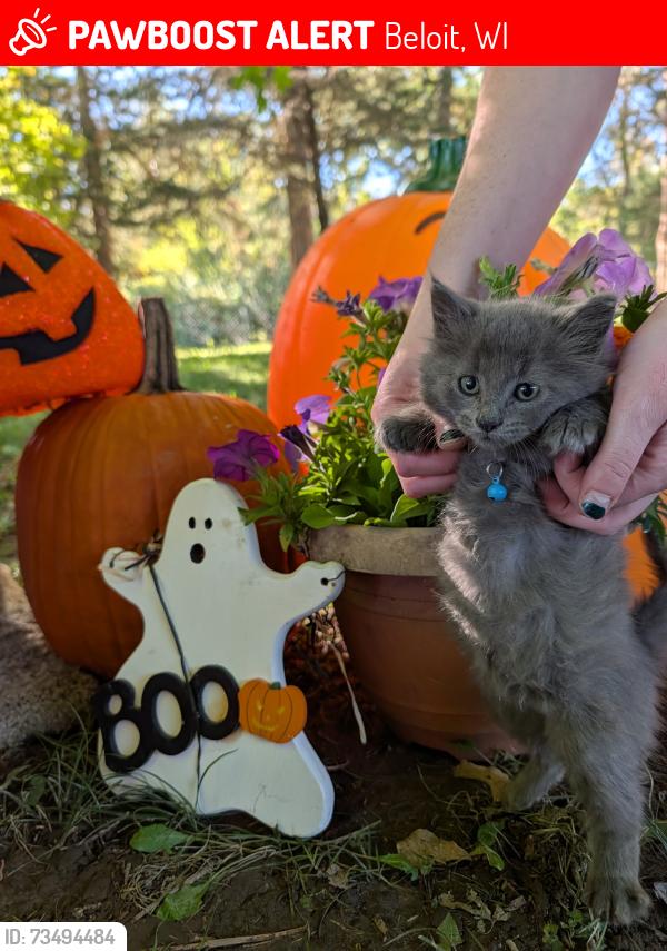 Lost Male Cat last seen Roosevelt Park, Beloit, WI 53511