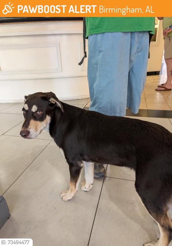 Found/Stray Male Dog last seen Ramada by Wyndham Birmingham Airport, Birmingham, AL 35212