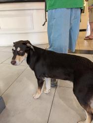 Found/Stray Male Dog last seen Ramada by Wyndham Birmingham Airport, Birmingham, AL 35212