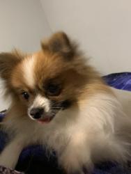 Lost Female Dog last seen H st and palm ave, Bakersfield, CA 93304