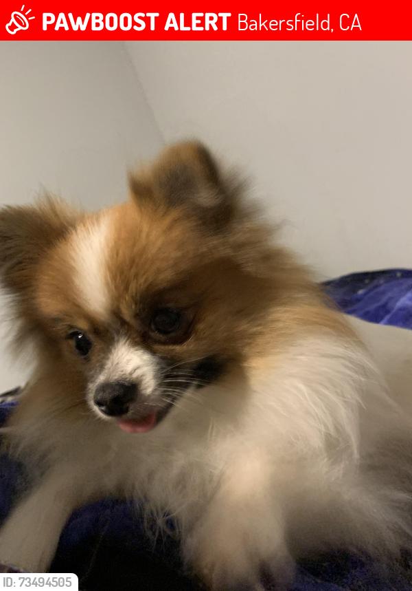 Lost Female Dog last seen H st and palm ave, Bakersfield, CA 93304