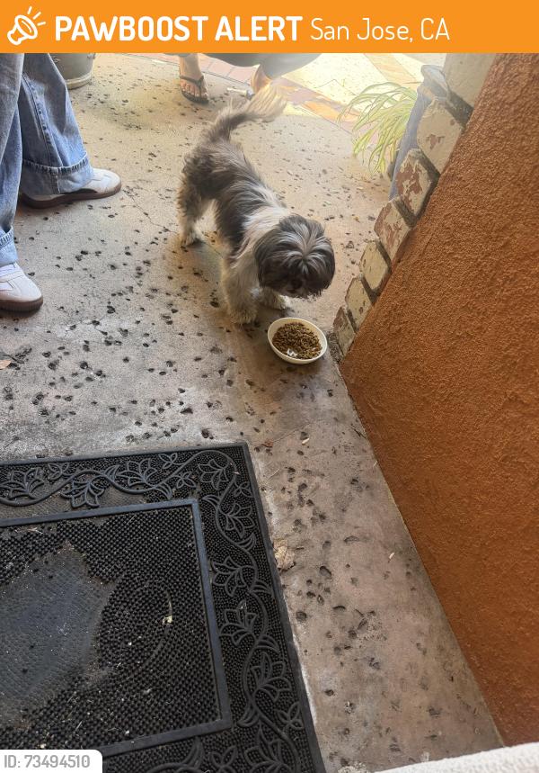 Found/Stray Unknown Dog last seen Pensacola Dr, San Jose, CA 95122