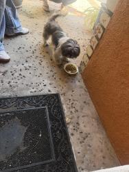 Found/Stray Unknown Dog last seen Pensacola Dr, San Jose, CA 95122