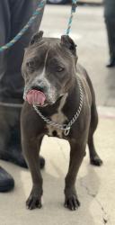 Reunited Female Dog last seen Near Rockefeller Lane, Redondo Beach, CA 90278