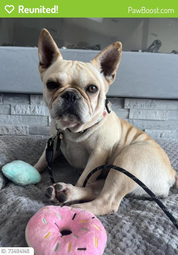 Reunited Female Dog last seen Venado Street, Carlsbad, Carlsbad, CA 92009
