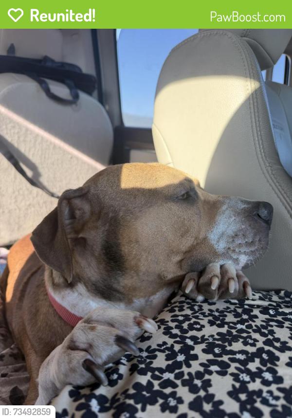 Reunited Male Dog last seen By the school, Burleson, TX 76028