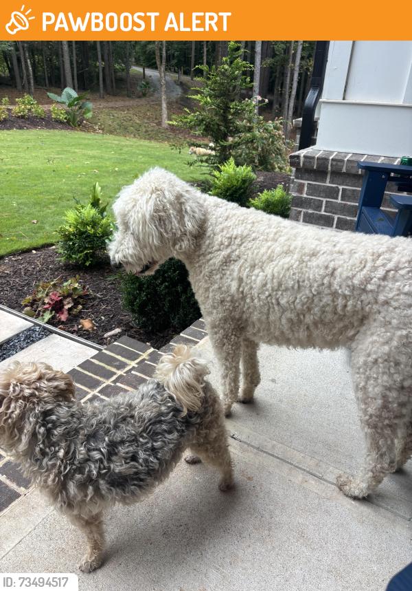Found/Stray Female Dog last seen Garrison trail, Cherokee County, GA 30115