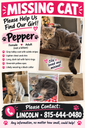 Reunited Female Cat last seen Vintage dr and Traymore dr, Joliet, IL 60431