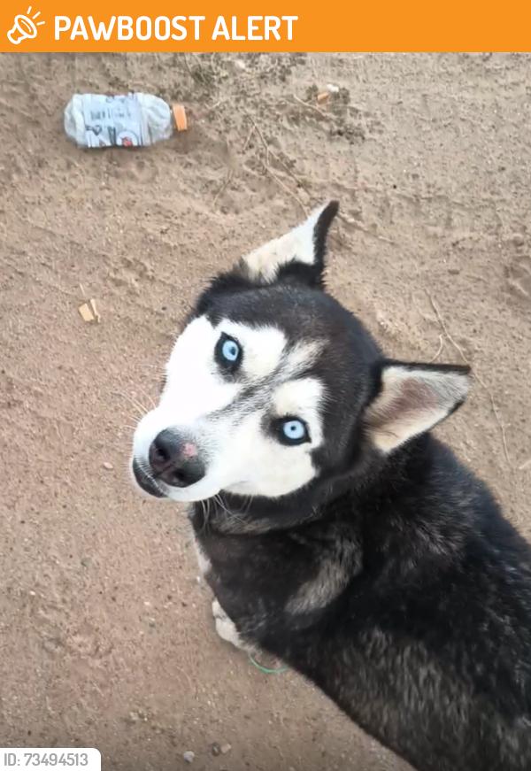 Found/Stray Female Dog last seen Northern and 45th, Rio Rancho Estates, NM 87144