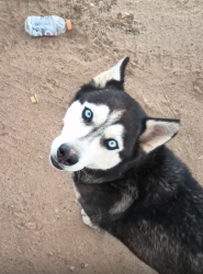 Found/Stray Female Dog last seen Northern and 45th, Rio Rancho Estates, NM 87144