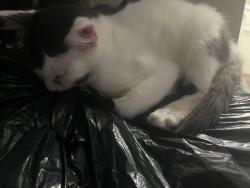 Reunited Female Cat last seen Kearney st el Cerrito ca, El Cerrito, CA 94530
