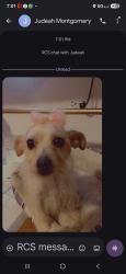 Lost Female Dog last seen Pulaski, Midlothian Turnpike, Midlothian Turnpike, VA 23235