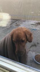 Lost Male Dog last seen Lahaina ct Riverside, Riverside, CA 92503