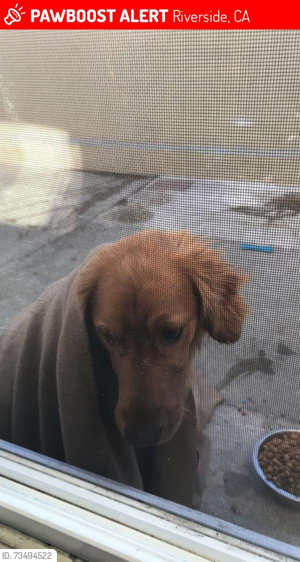 Lost Male Dog last seen Lahaina ct Riverside, Riverside, CA 92503