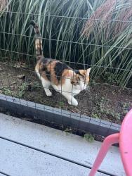 Found/Stray Female Cat last seen Orchard Hill and Dale Rd, Zanesville, OH 43701