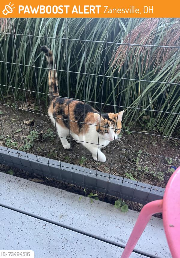 Found/Stray Female Cat last seen Orchard Hill and Dale Rd, Zanesville, OH 43701