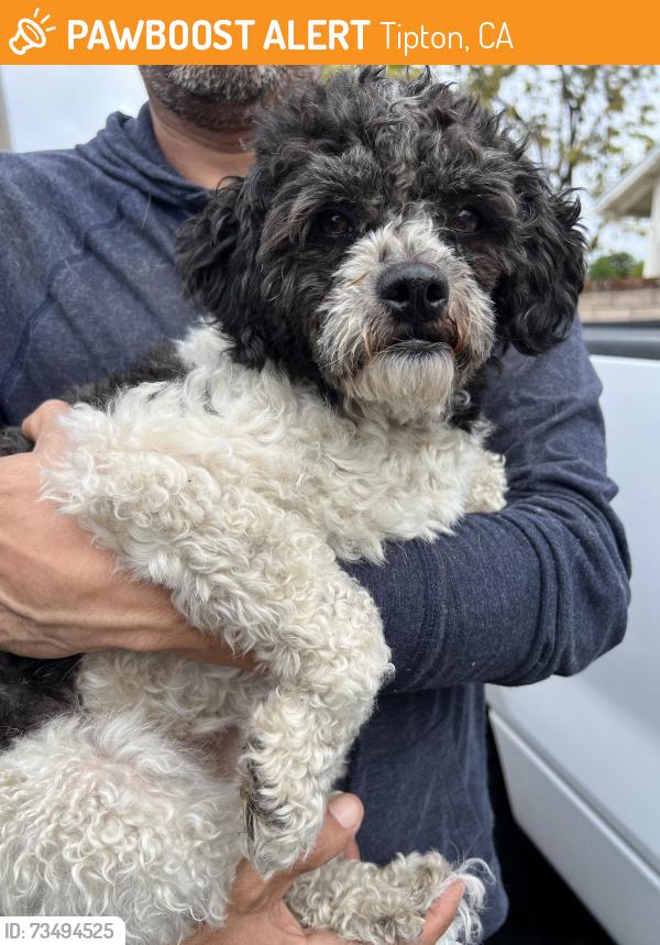 Found/Stray Female Dog last seen Tipton, CA – Highway 99 & Cochran Ave, Tipton, CA 93272