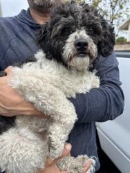 Found/Stray Female Dog last seen Tipton, CA – Highway 99 & Cochran Ave, Tipton, CA 93272