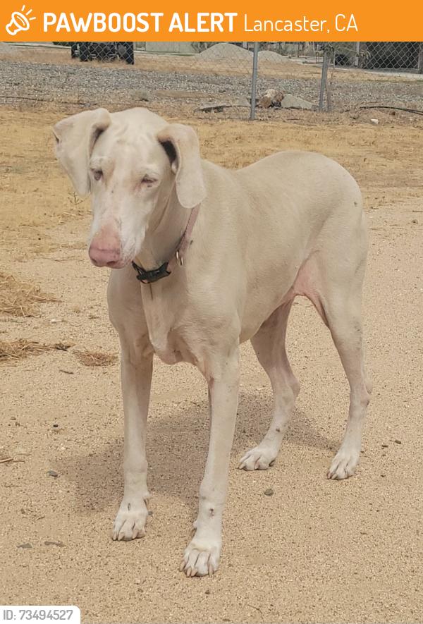 Found/Stray Unknown Dog last seen lot behind Our Shepherd Lutheran Church, Lancaster, CA 93536