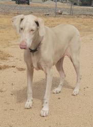 Found/Stray Unknown Dog last seen lot behind Our Shepherd Lutheran Church, Lancaster, CA 93536