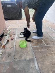 Reunited Unknown Cat last seen Franklin & Winona, Los Angeles, CA 90027
