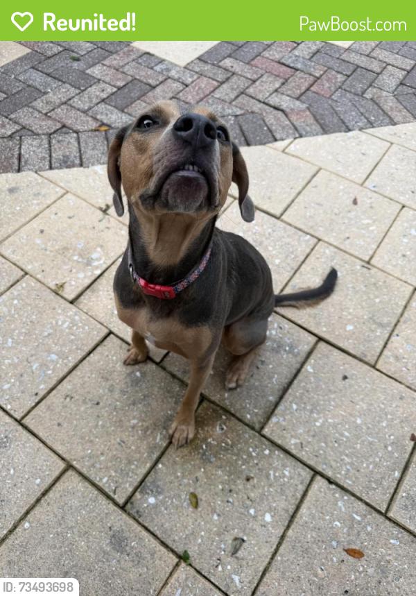 Reunited Male Dog last seen Lassing Park, St. Petersburg, FL 33705