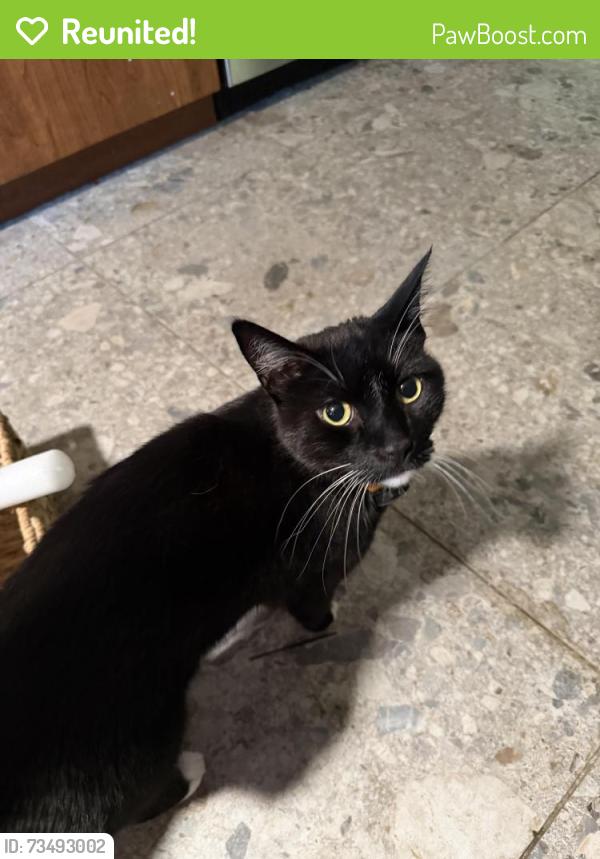 Reunited Male Cat last seen Riverside, Sacramento, CA 95831