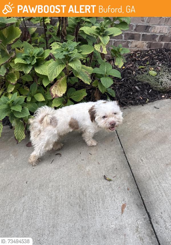 Surrendered Male Dog last seen Charles st and power ave, Buford, GA 30518
