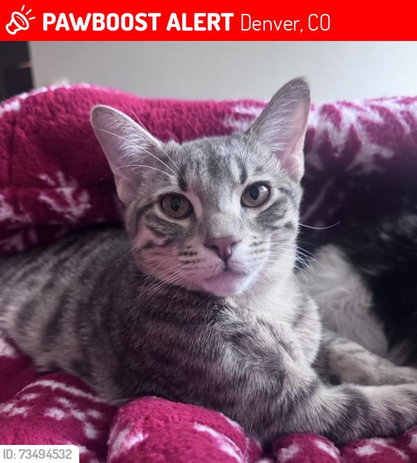 Lost Male Cat last seen Evans/ Oneida Evans/ Quebec, Denver, CO 80224