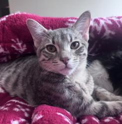 Lost Male Cat last seen Evans/ Oneida Evans/ Quebec, Denver, CO 80224