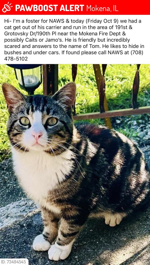 Lost Male Cat last seen 191st St & 190th Ave, Mokena, IL 60448