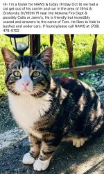 Lost Male Cat last seen 191st St & 190th Ave, Mokena, IL 60448