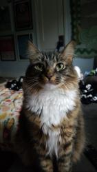 Lost Female Cat last seen Tessa Shallowford Housing complex, Gainesville, GA 30504